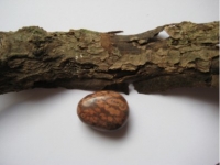 Rhyolith - Leopardenfelljaspis - Trommelstein, gebohrt