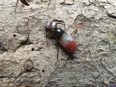 Ohrolive - Sardonyx mit Silberöse