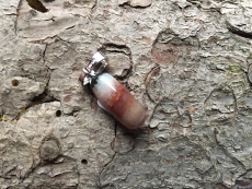 Ohrolive - Sardonyx mit Silberöse