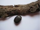 Stromatolith - Trommelstein, gebohrt