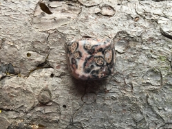 Rhyolith - Leopardenfelljaspis - Trommelstein