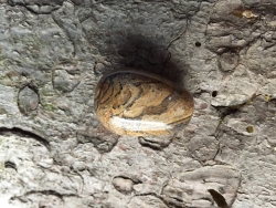 Stromatolith - Trommelstein, gebohrt