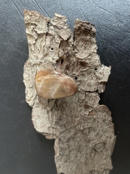 Mondstein - Trommelstein, gebohrt